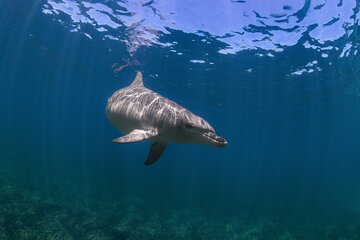 Samadai Reef Swimming with Dolphins Trip & Lunch - Marsa Alam - Image 4