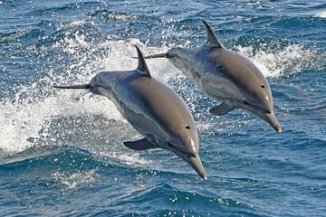 Dolphin House Snorkeling Trip + Water Sport With Lunch - Hurghada - Image 1