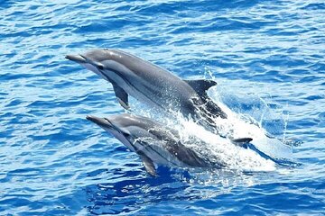 Dolphin House Snorkeling Trip + Water Sport With Lunch - Hurghada - Image 2