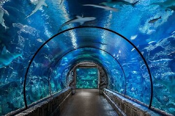 Explore the Wonders of the Grand Aquarium Adventure - Hurghada - Image 4