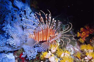 Orange Bay Giftun Island Hurghada Snorkeling Trip - Image 3