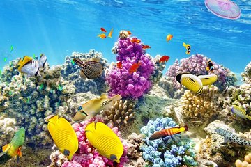 VIP Sea Trip With Water Sport & Lunch, Transfer - Hurghada - Image 3