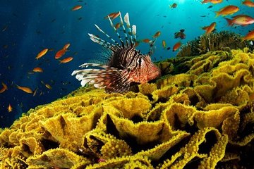 VIP Sea Trip With Water Sport & Lunch, Transfer - Hurghada - Image 4