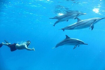 Swim With Dolphin in Satayeh Reef Sea Trip & Lunch - Marsa Alam - Image 1