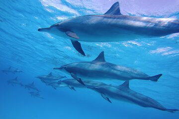 Swim With Dolphin in Satayeh Reef Sea Trip & Lunch - Marsa Alam - Image 2
