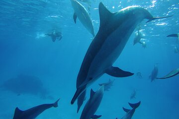 Swim With Dolphin in Satayeh Reef Sea Trip & Lunch - Marsa Alam - Image 3