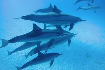 Swim With Dolphin in Satayeh Reef Sea Trip & Lunch - Marsa Alam - Image 4