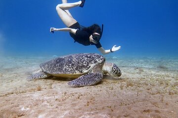 Discover Marine Wonders Abu Dabbab Snorkeling Tour - Marsa Alam - Image 1