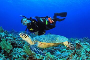 Scuba Diving Trip with Transfers & Lunch - Hurghada - Image 1
