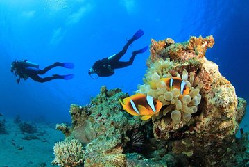 Scuba Diving Trip with Transfers & Lunch - Hurghada - Image 2