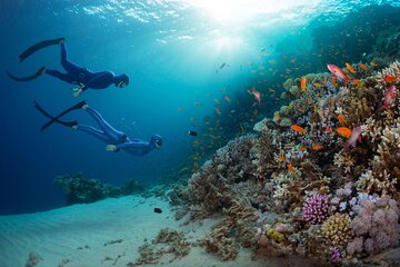 Join our Daily Diving Trip with 2 dives Transfer & Lunch-Hurghada - Image 3