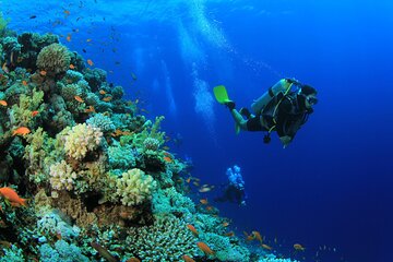 Join our Daily Diving Trip with 2 dives Transfer & Lunch-Hurghada - Image 4