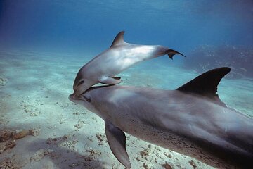 Private Boat To Dolphin House & Snorkeling with Lunch - Hurghada - Image 4