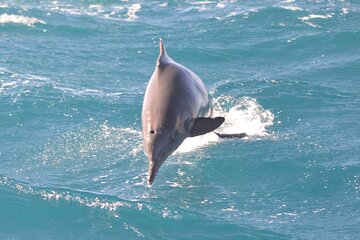 Dolphin House Snorkeling Trip & Water Sports with Lunch -Hurghada - Image 2