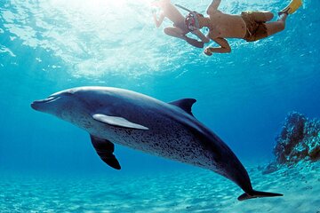 Dolphin House Snorkeling Trip & Water Sports with Lunch -Hurghada - Image 4
