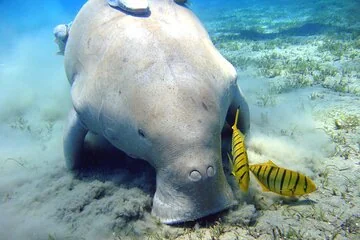 Swimming with Dugong & Turtles in Abu Dabbab & Transfer -Hurghada - Image 2