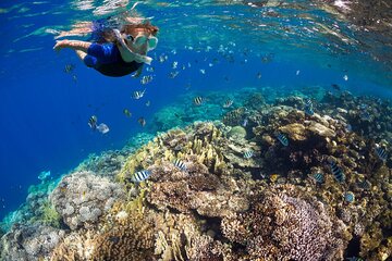 Swimming with Dugong & Turtles in Abu Dabbab & Transfer -Hurghada - Image 4