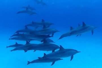 Swimming With Dolphin in Red Sea Adventure with Lunch - Hurgada - Image 3