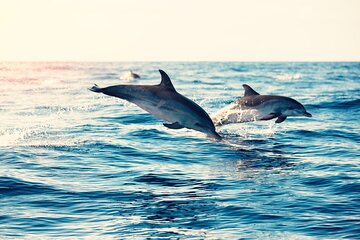 Swimming With Dolphin in Red Sea Adventure with Lunch - Hurgada - Image 4