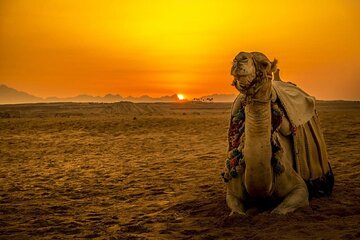 Stargazing, Jeep Safari, Bedouin Dinner & Camel Ride - Hurghada - Image 3
