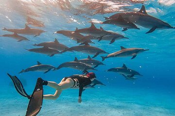 Swimming with Dolphins by Private Speed Boat - Hurghada - Image 4