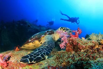 Scuba Diving in the Red Sea - Image 3