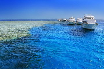 عرض كل الصور