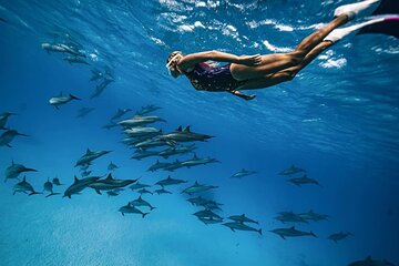 Snorkel at The Dolphin House Adventure In Hurghada - Image 1