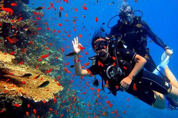 Diving Day in White Island and Ras Mohamed - Image 3