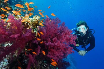 Diving Day in White Island and Ras Mohamed - Image 4