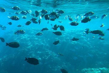 Semi Submarine Trip 2 Hours With Transfer from Sharm - Image 4