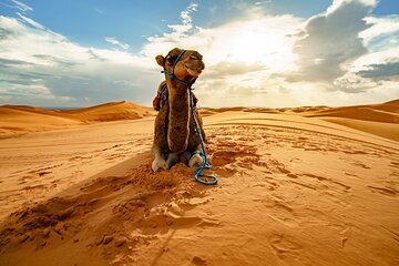 Star Gazing Safari Tour by ATV Quad and Dinner in Sharm El Sheikh - Image 3