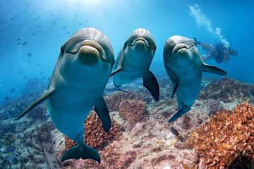 Snorkeling with Dolphins and Lunch at Sataya Reefs From Marsa - Image 3