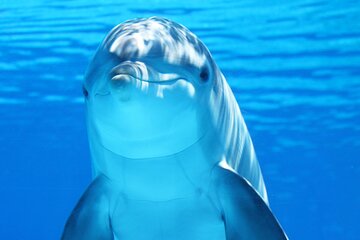 Private Speedboat To Dolphin House & Magawish Island _ Hurghada - Image 3