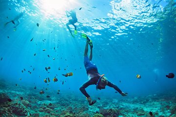 Coral Garden Snorkeling Sea Trip from Marsa Alam - Image 3