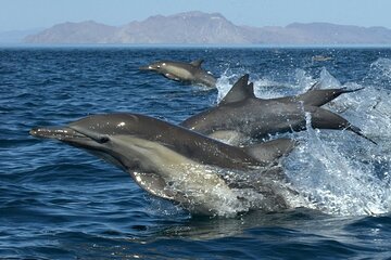 Full-Day Sea Trip with Dolphins and Snorkeling in Red Sea - Image 2