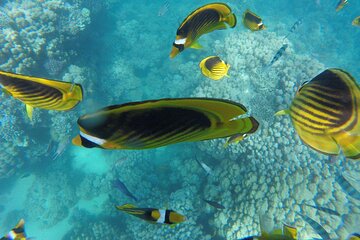 Paradise Island Snorkel Trip from Hurghada with Water Sports - Image 4