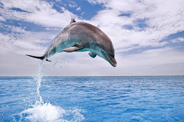 Dolphin House Snorkel & Water Fun Activity with Lunch - Hurghada - Image 1