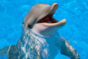 Dolphin House Snorkel & Water Fun Activity with Lunch - Hurghada - Image 2