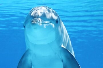 Dolphin House Snorkel & Water Fun Activity with Lunch - Hurghada - Image 3