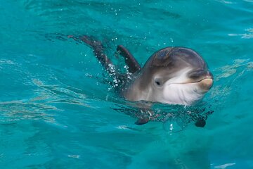 Dolphin House Snorkel & Water Fun Activity with Lunch - Hurghada - Image 4