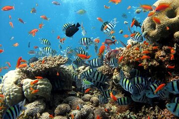 Semi-Submarine & Snorkeling Cruise with Transfer -Sharm El Sheikh - Image 1