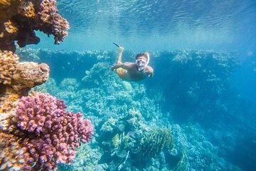 Coral Garden Snorkeling Trip with Lunch & Transfer – Marsa Alam - Image 1