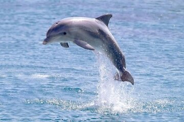 Private Dolphin House Speedboat Parasailing Adventure - Hurghada - Image 4