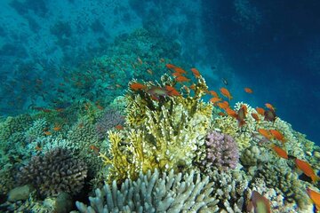 Snorkling Trip To Hamata Islands From Marsa Alam - Image 4
