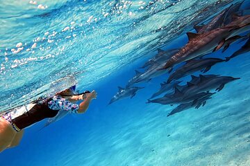 Sataya Dolphin House Snorkel Trip - Marsa Alam - Image 1