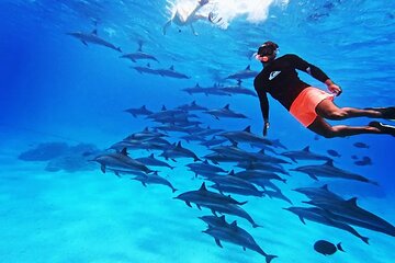 Samadai Dolphin House Snorkel Trip - Marsa Alam - Image 1