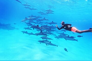 Samadai Dolphin House Snorkel Trip - Marsa Alam - Image 2