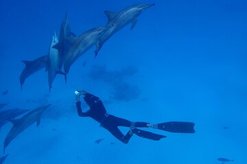 Samadai Dolphin House Snorkel Trip - Marsa Alam - Image 4