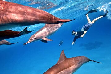 Full Day Snorkeling in Hurghada Dolphin House - Image 1